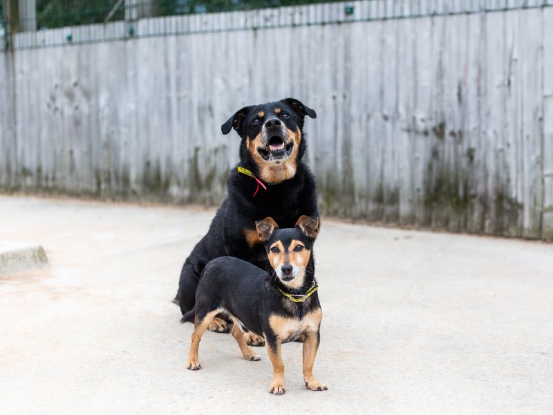 Manchester terrier best sale rottweiler mix